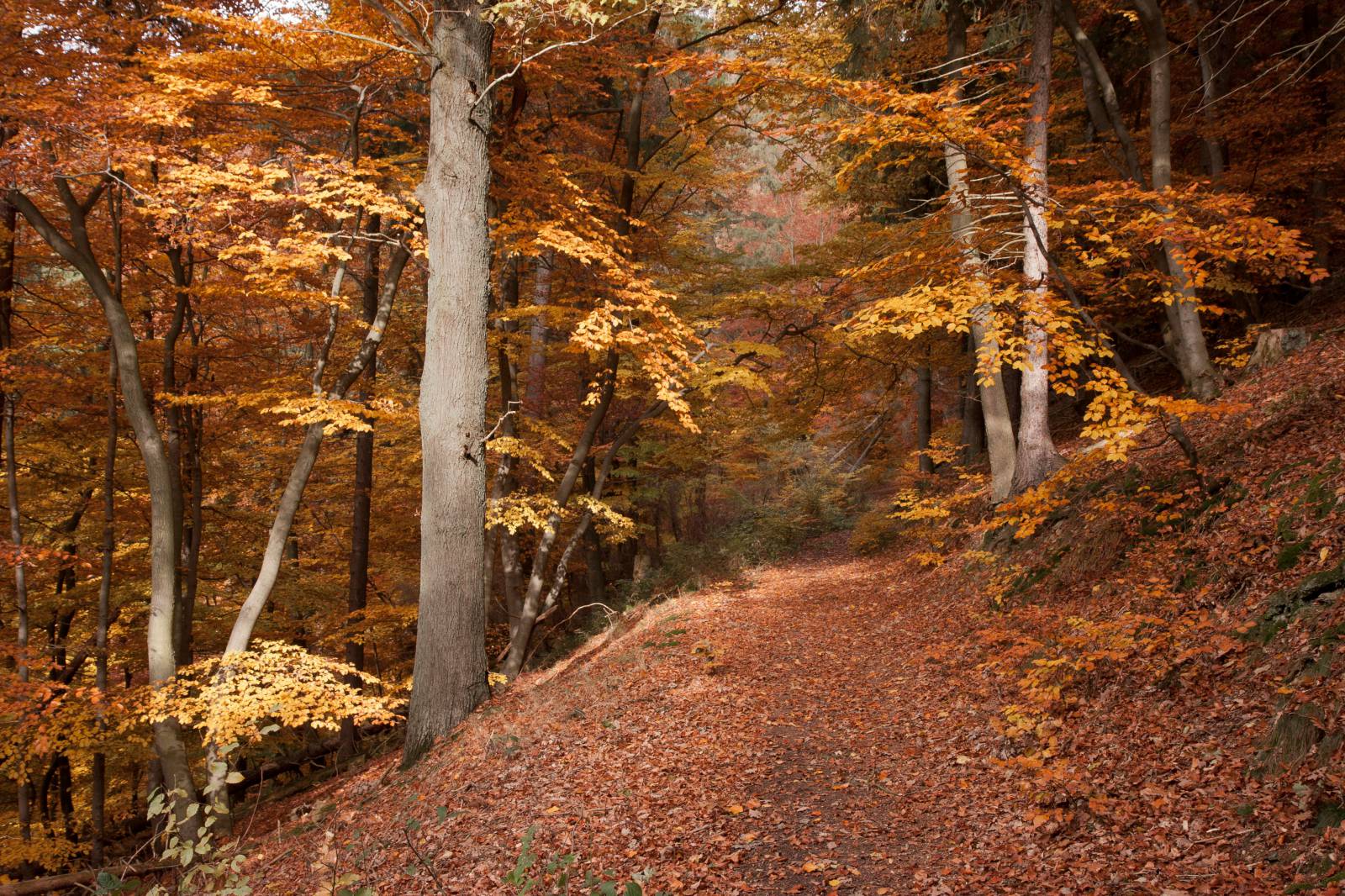Eine kleine Herbst-Bucket-List: 6 Tipps für wunderbare Herbst-Erlebnisse & -Aktivitäten in der Region Symbolfoto