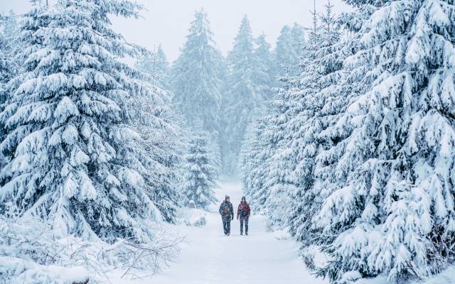 Wanderer im Winterurlaub zwischen verschneiten Tannen