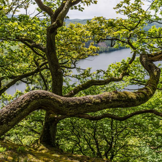 Blick durch Bäume auf einen See