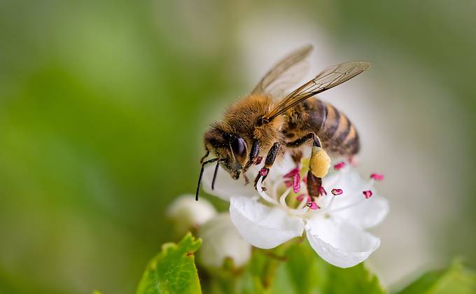 We care for bees - unser neues, nachhaltiges Balkon-Projekt Symbolfoto