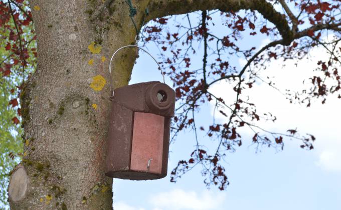 Aktiver Vogel- und Insektenschutz am Sauerland Stern Hotel Symbolfoto
