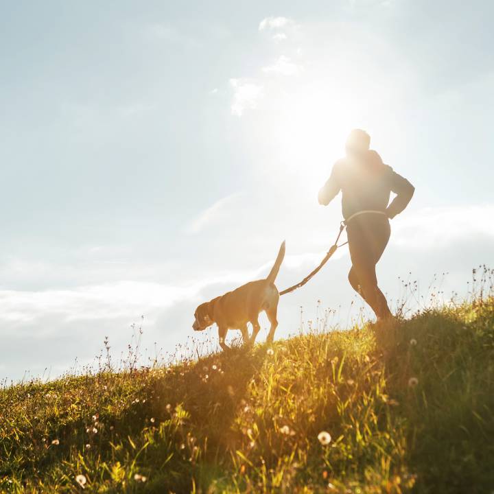 Ausflüge mit Hund rund um Willingen: Vier Pfoten on Tour - Sauerland Stern Hotel Willingen