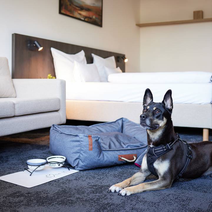 Familienurlaub mit Hund im Sauerland Stern Hotel Willingen