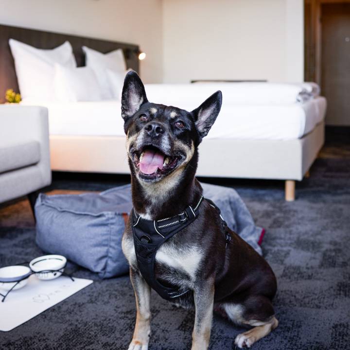 Zimmerpartner mit feuchter Schnauze: Eure Unterkunft mit Hund in Willingen - Sauerland Stern Hotel Willingen