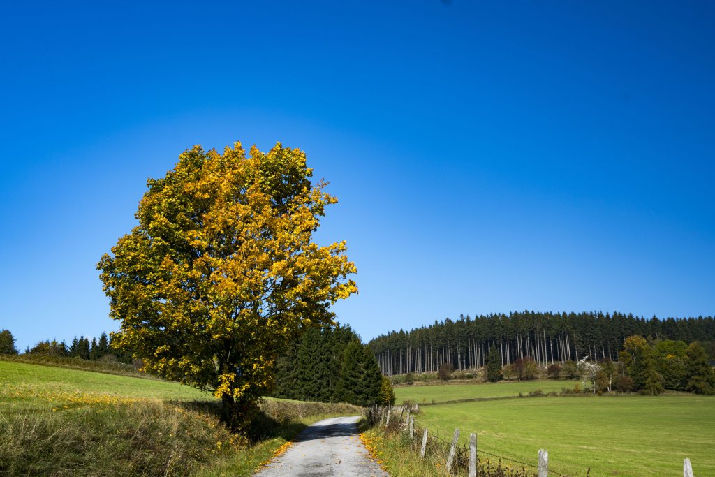 Urlaub mit Hund Sauerland Stern Hotel