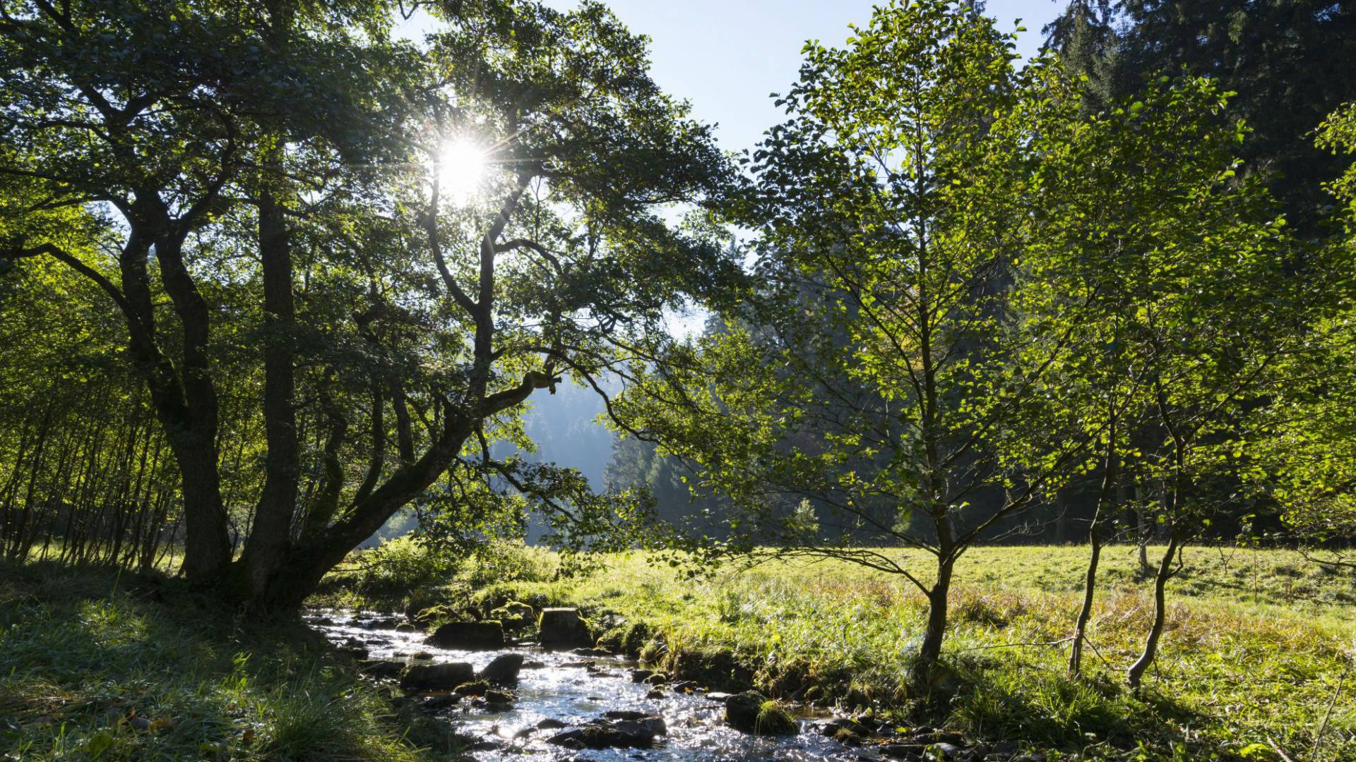 Wiese mit Bach in Willingen