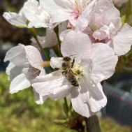 Aktiver Vogel- und Insektenschutz am Sauerland Stern Hotel, Bild 2/3