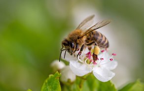 We care for bees - unser neues, nachhaltiges Balkon-Projekt, Bild 1/3