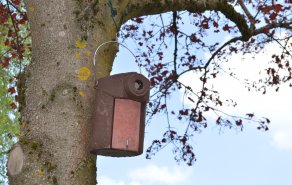 Aktiver Vogel- und Insektenschutz am Sauerland Stern Hotel, Bild 1/3