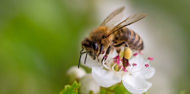 We care for bees - unser neues, nachhaltiges Balkon-Projekt, Bild 1/3